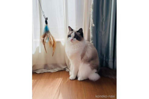 販売中のラグドールの親猫